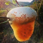⁦عسل بري - نحل أبوطويق (1 كيلو )⁩ - الصورة ⁦3⁩