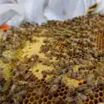 Premium Sidra Honey (500g) - Image 4