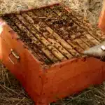 ⁦عسل السدر الجبلي ( ربع كيلو )⁩ - الصورة ⁦4⁩
