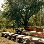 Premium Sedra Honey (1kg) - Image 3