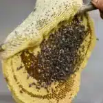 ⁦عسل أبوطويق (ربع كيلو )⁩ - الصورة ⁦4⁩