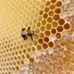 ⁦عسل السدر الجبلي ( نصف كيلو )⁩ - الصورة ⁦3⁩