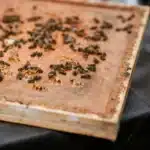 ⁦عسل السدر الممتاز (ربع كيلو )⁩ - الصورة ⁦4⁩