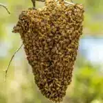 ⁦عسل بري - نحل أبوطويق (1 كيلو )⁩ - الصورة ⁦4⁩