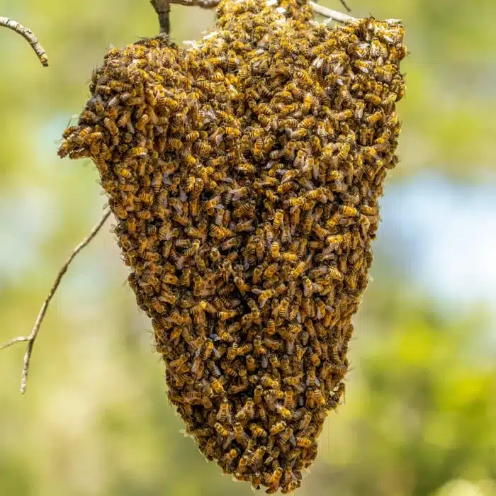 ⁦عسل بري - نحل أبوطويق (1 كيلو )⁩ - الصورة ⁦4⁩